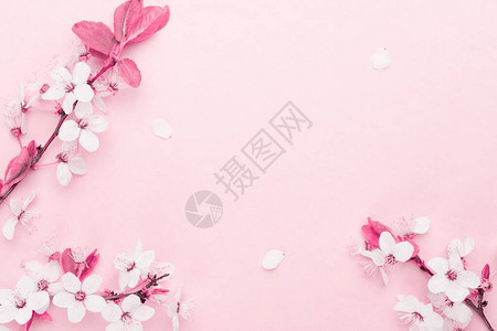 粉红色背景上盛开的花枝图片