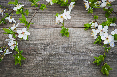 木桌上盛开的樱花花枝图片