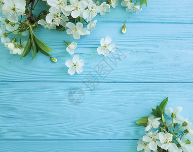 蓝色木质背景上的白色樱花图片