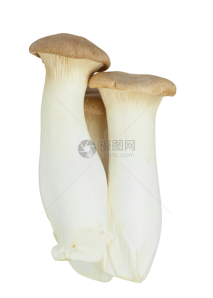蘑菇名称E图片