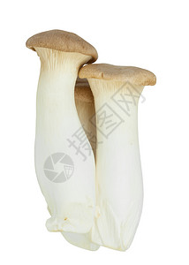蘑菇名称E图片