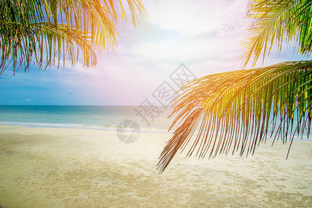 太阳椰子棕榈和热带海滩上的海滩棕榈树前景和海洋背景概念夏日图片