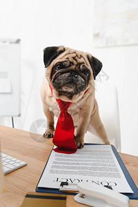 穿着领带的可爱小狗站在桌子上与商业图片