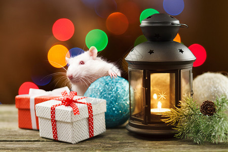 圣诞装饰品中的可爱白鼠图片