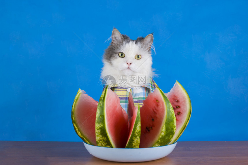 吃西瓜的猫图片