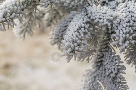 圣诞树枝在雪中和模糊图片