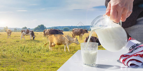 牛奶倒入放牧奶牛背景上的玻璃图片