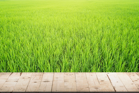 稻田里的稻米和木桌图片