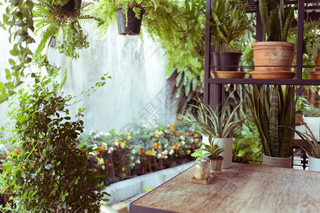 室内风格绿色生态环境有植物刺树的图片