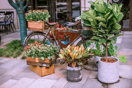 户外街头市场木箱中的室内植物图片