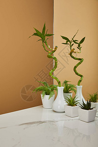 花瓶和锅中的绿竹干白桌和蜜蜂背景上图片