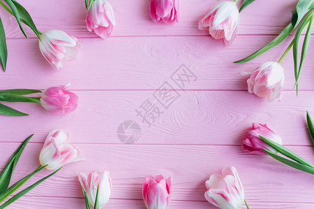 粉色木板上的郁金香背景图片