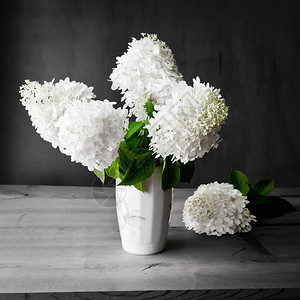 白色花朵的布束白花在深黑的丛林背景上有选择焦点图片