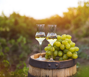 两杯酒或葡萄酒和一大堆葡萄在葡萄园的绿图片