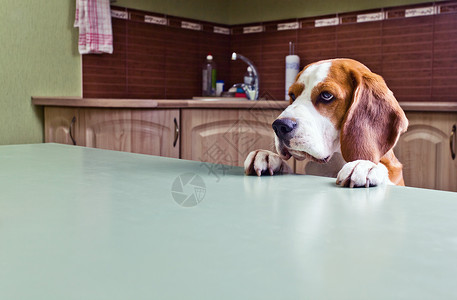 狗在等待吃饭图片