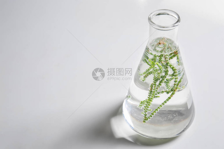 浅色背景中带植物的玻璃瓶图片