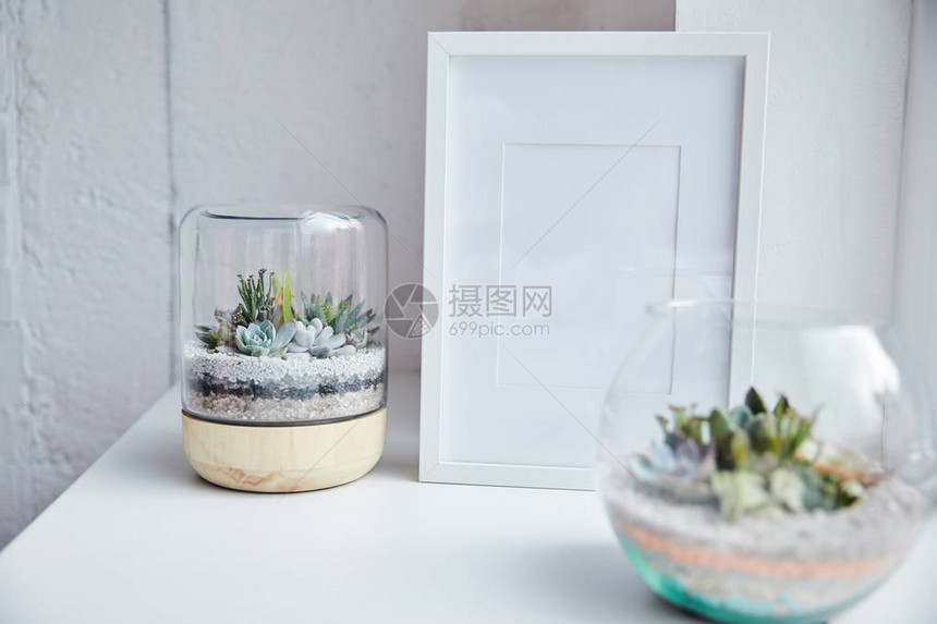 位于白表面家居装饰物空相框附近的花盆中的绿色succulents图片