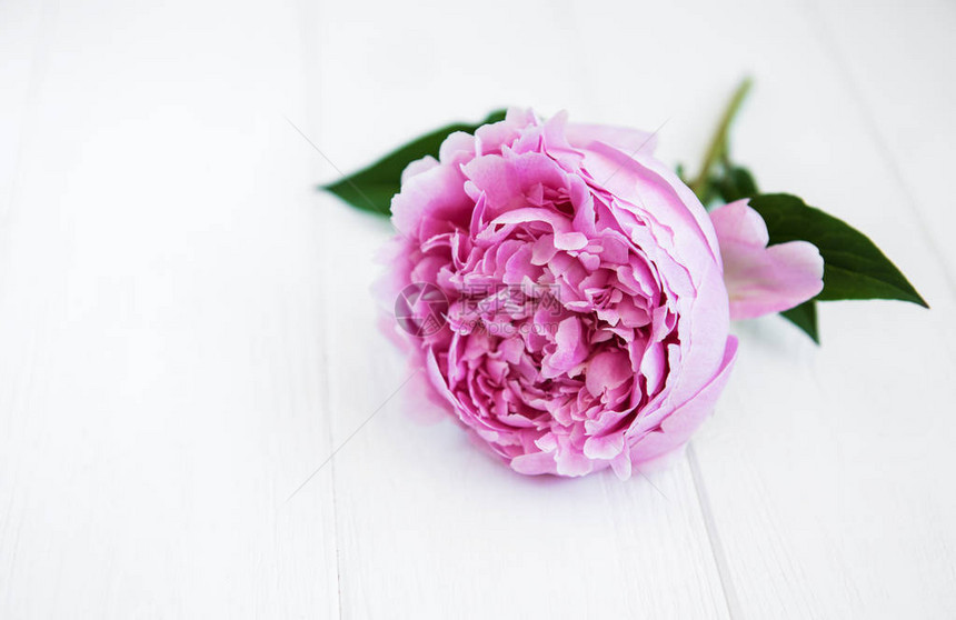 白色木桌上的粉色牡丹花图片