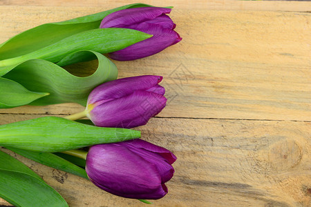 紫色郁金花在旧木头上空间用于布局或春季图片