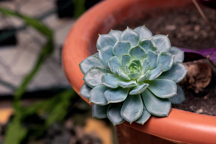 花盆中家用植物的叶图片