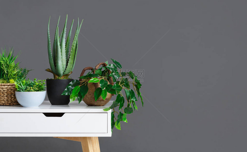 灰墙上桌边有不同家用植物复制空图片