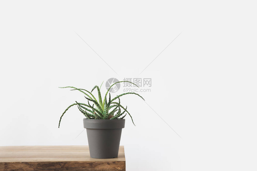 白色木桌上的绿色盆栽植物图片