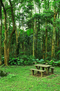 野餐地点在森林里图片