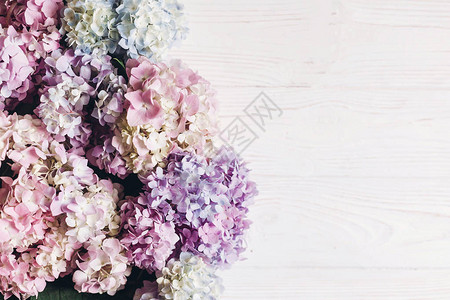 绣球花的彩色粉蓝色绿色白色边框背景图片