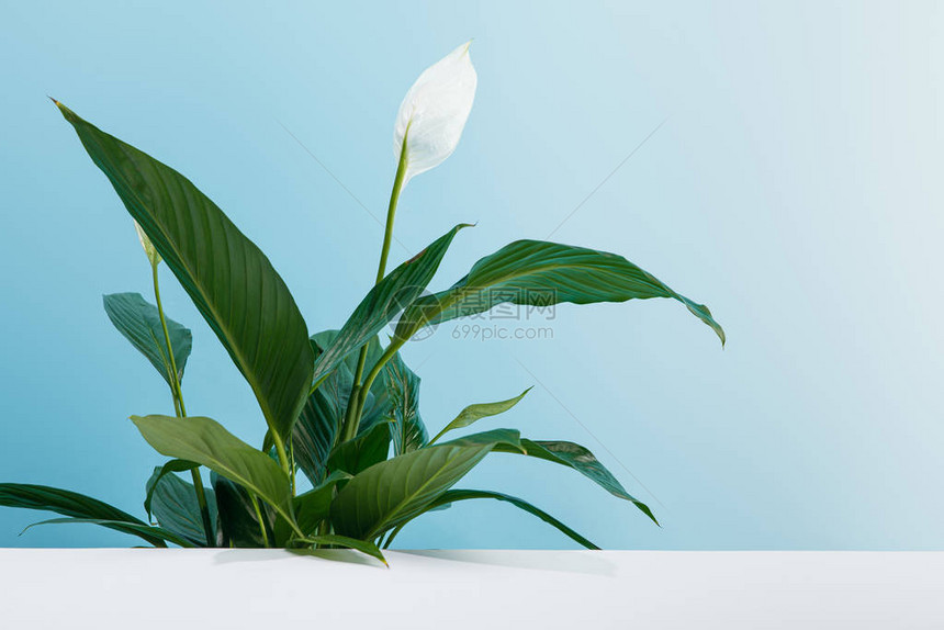 和平百合植物蓝色背景的白色表图片