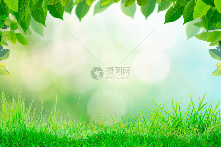空草顶上有模糊的公园绿色自然背景bokeh光线图片