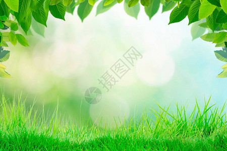 空草顶上有模糊的公园绿色自然背景bokeh光线背景图片