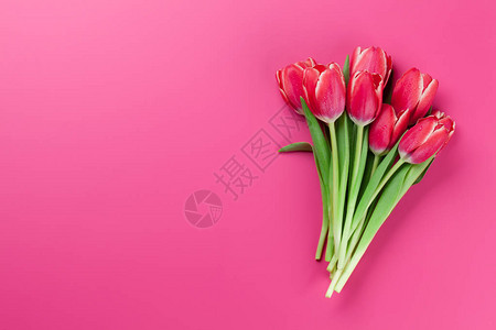 粉红色背景的红郁金香花束带有问候空图片