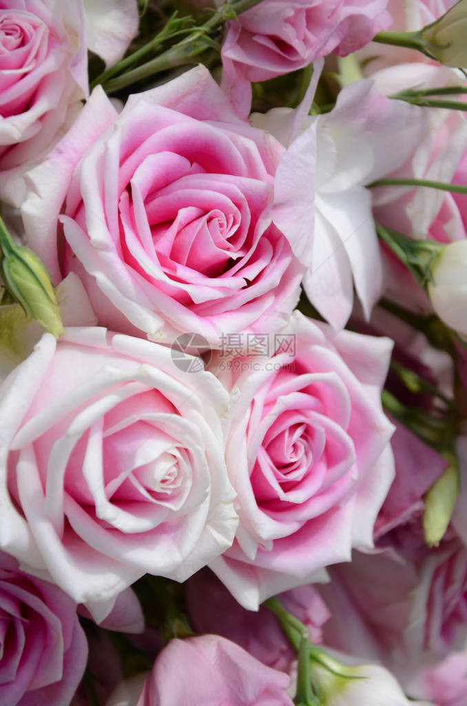 粉红色的玫瑰花束特写图片