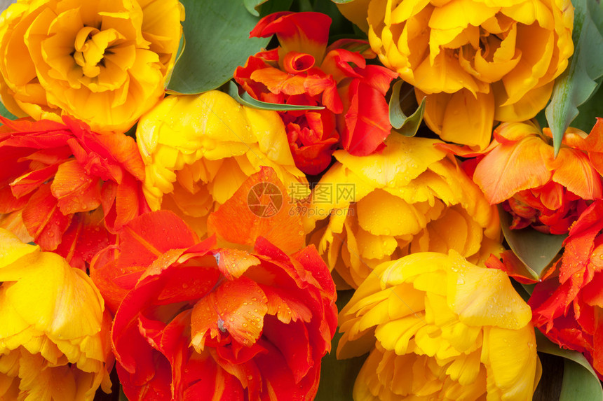 五颜六色的郁金香鲜花束特写图片