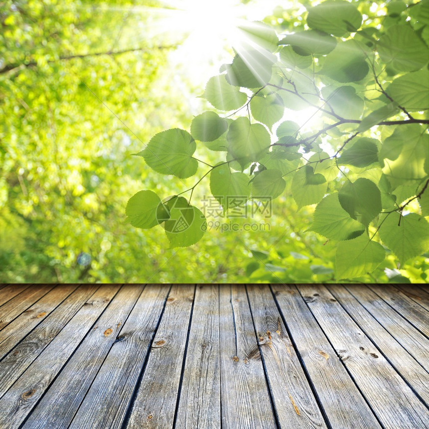 空木板和绿林叶背景的绿图片