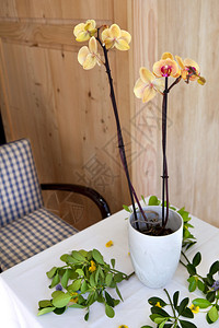 客厅桌子上的兰花图片