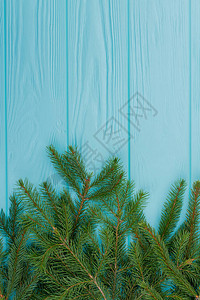 蓝色木质背景的长青树枝图片