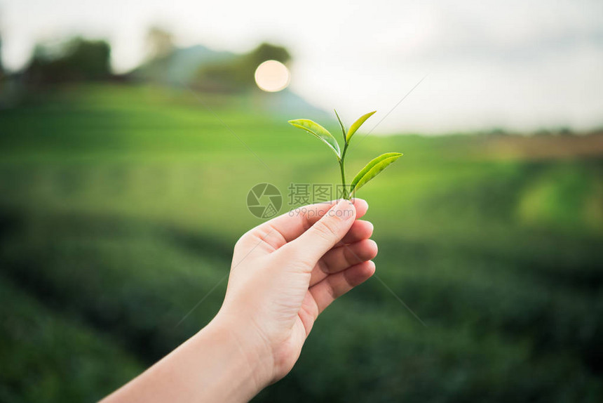 在茶叶农场采绿茶图片