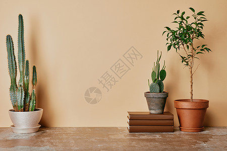 米色背景下的不同植物和书籍图片