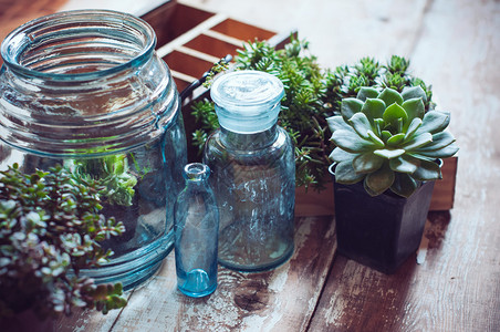 木板上的房子绿色树苗旧木箱和蓝色的老玻璃瓶子家庭园艺和图片