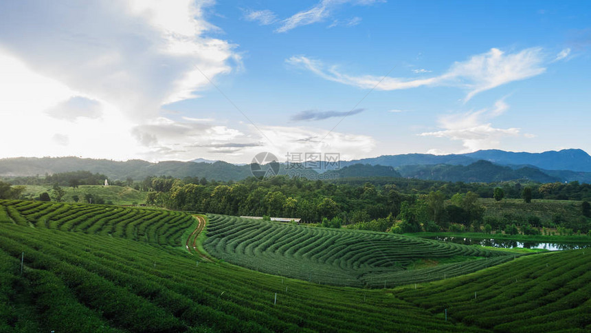 泰国清莱的绿茶农场图片