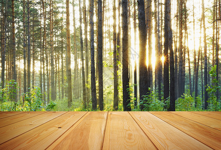 日落森林和木地板背景图片