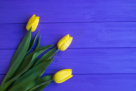 紫漆木板上有黄色郁金香的背图片