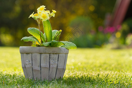 花盆里的黄色花图片