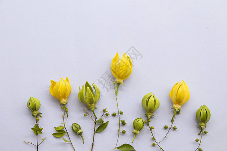 依兰黄花和亚洲绿花在背景图片