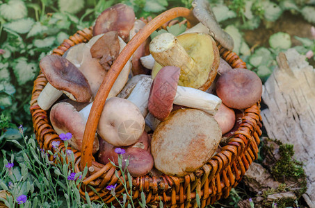 带蘑菇的篮子美味的有机蘑菇蘑菇收集图片