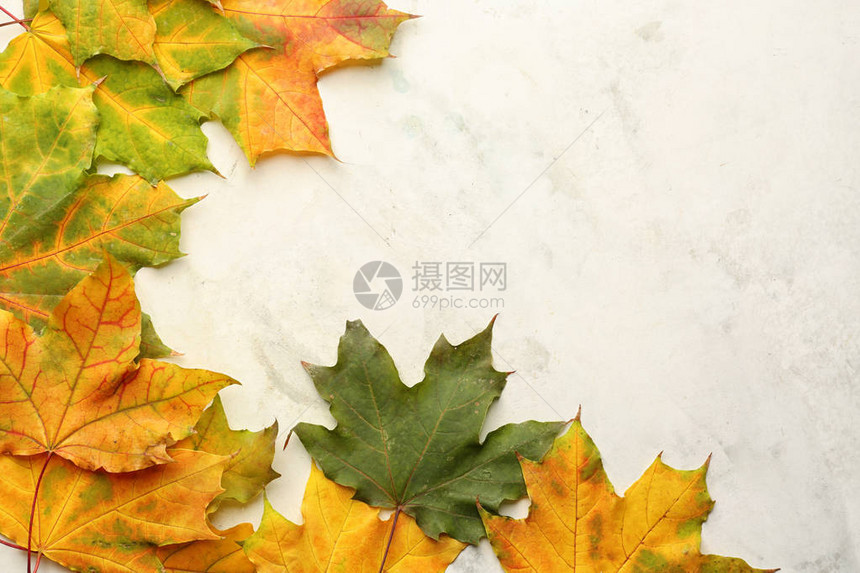 浅色背景上的美丽秋叶图片