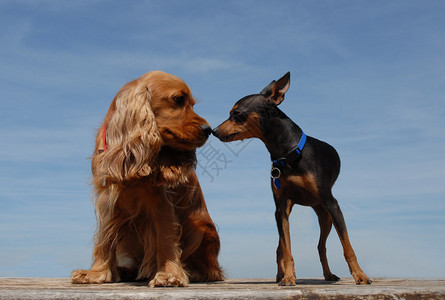 两只可爱的小狗在蓝天上接吻图片