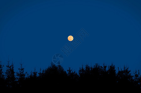 满月在树上的天空夜景图片
