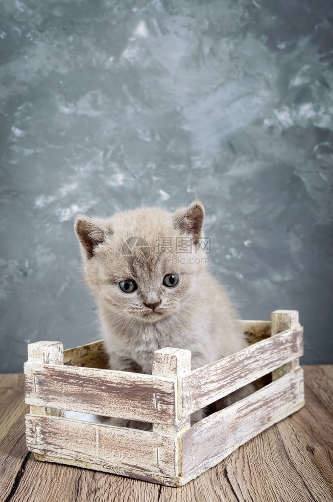 一小只苏格兰直猫在木盒子里仔细看一图片